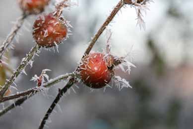 Raureif an einer Hagebutte